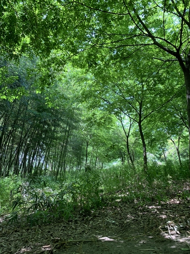 上海软件中心+徐佳瑾+绿